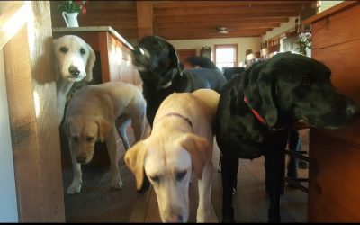 Amazing Tails Kicks Off YouCaring Fundraiser to Help Lower the Cost of Service Dogs for Our Clients