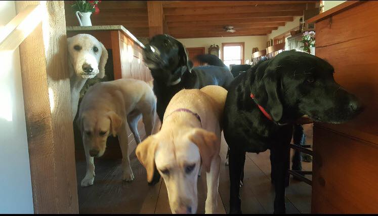 Amazing Tails Kicks Off YouCaring Fundraiser to Help Lower the Cost of Service Dogs for Our Clients