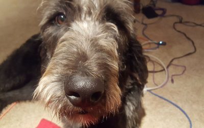 Mason F. Labradoodle’s Final Training, Part 10