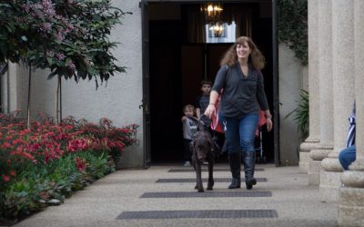 ‘Faking’ a service dog (SD) is now a criminal offense in over 20 U.S. states, and means hefty fines, jailtime, or both